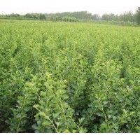 供應(yīng)出售山楂苗