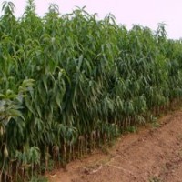 桃樹(shù)苗@桃樹(shù)苗@桃樹(shù)苗@桃樹(shù)品種苗