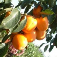 葡萄苗 草莓苗 柿子苗