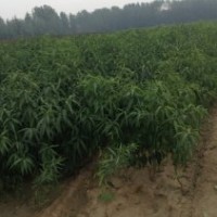 直銷桃樹苗