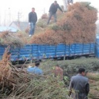 供毛桃苗【0.5--2.5】定桿桃樹【2--5】