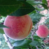 桃樹苗,晚熟,果個(gè)大,耐儲存