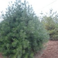 白皮松/山西白皮松/優(yōu)質(zhì)白皮松/白皮松價格