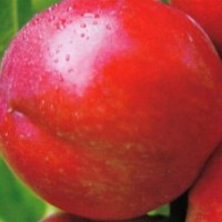 油桃苗、油桃樹苗、中油系列油桃苗、超紅株油桃苗