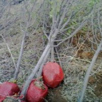 蘋果樹，桃樹，梨樹，山楂樹，柿子樹