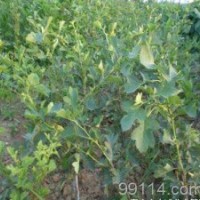 那里山楂苗*山西山楂苗*速來(lái)訂購(gòu)