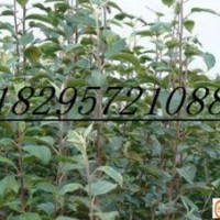 2-12公分蘋果苗 桃樹(shù)苗 蘋果苗 山楂苗 梨樹(shù)苗