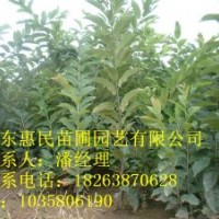 供應山東0.5-4公分板栗樹 占地用