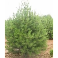 山西中條綠化苗木