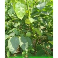 綠化苗木北海道黃楊,桃樹,海棠