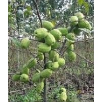 木瓜苗基地，木瓜苗銷售，木瓜種子批發(fā)