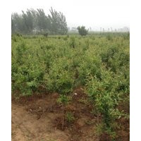 供應山東石榴苗