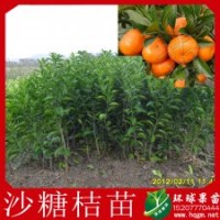 供應(yīng)廣東四會(huì)沙糖桔苗 馬水桔 茂谷柑 皇帝柑等果樹(shù) 果苗