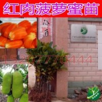 出售新品種 紅肉菠蘿蜜苗 樹菠蘿蜜果苗 品種純正 口感爽口
