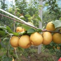 晚秋黃梨苗產(chǎn)地，晚秋黃梨苗供應(yīng)，晚秋黃梨苗基地