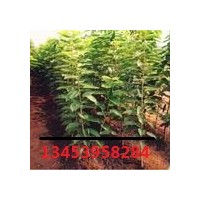 櫻桃苗嫁接 優(yōu)質(zhì)櫻桃苗 廠家批發(fā)