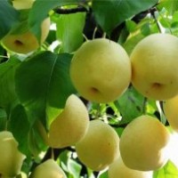 山東梨苗，梨樹苗多少錢一棵，梨苗價(jià)格