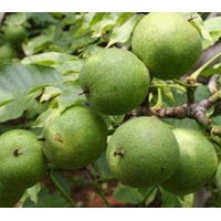 青皮核桃出售、大量青皮核桃低價(jià)優(yōu)惠供應(yīng)