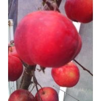 北美之王 皇家雨點(diǎn)