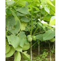 2公分核桃樹|核桃樹苗|核桃苗