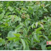 青皮核桃樹(shù)苗批發(fā)，核桃生長(zhǎng)發(fā)育的環(huán)境條件，薄皮核桃適應(yīng)環(huán)境
