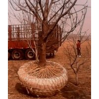 供應(yīng)核桃樹(shù)苗蘋(píng)果樹(shù)梨樹(shù)