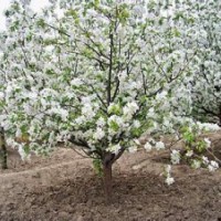 急售八棱海棠樹！