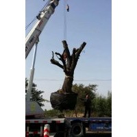 棗樹苗哪家好河北棗豐棗樹苗