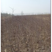 中國棗苗看滄州棗苗就選棗豐棗樹苗