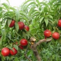 供桃樹(shù)苗、夏之夢(mèng)桃苗、春雪桃苗、突圍桃苗