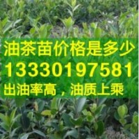 廣東肇慶高產(chǎn)油茶苗,廣寧,懷集,封開縣嫁接油茶樹苗價格