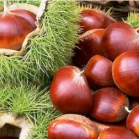 圖-迎霜紅桃苗，晚秋黃梨苗，中華栗王板栗苗，綠化苗木。