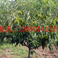 湖南板栗苗批發(fā)，湖南板栗苗培育，湖南板栗苗品種