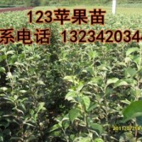 123蘋(píng)果苗