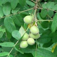 供應(yīng)山西優(yōu)質(zhì)成品核桃苗