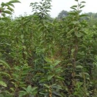 櫻桃苗=櫻桃苗=櫻桃苗=櫻桃苗價格=櫻桃苗產地