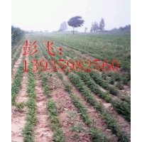 出售文冠果苗文冠果苗廠家文冠果苗培育基地