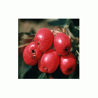 供應(yīng)柿子 蘋(píng)果 山楂