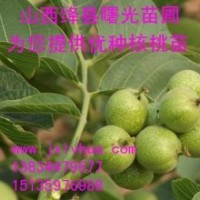 山西核桃苗，遼核核桃苗，清香核桃苗，8518核桃苗，薄皮核桃苗