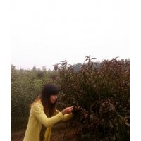 桃樹苗價(jià)格 山東占地毛桃苗 桃苗成品苗苗木