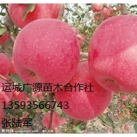 山西蘋果出售紅富士蘋果批發(fā)價格供應