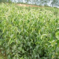 核桃苗 蘋果苗 梨樹苗 供應(yīng)