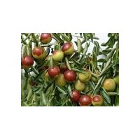 供應(yīng)棗樹，占地棗樹，山西棗樹，棗樹價格