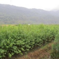 供應(yīng)廣西陽朔縣白沙鎮(zhèn)實(shí)生桃苗毛桃小苗