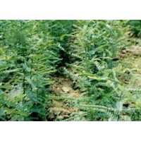 供應(yīng)山西花椒苗