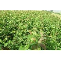 供梨樹苗 棗樹苗 核桃苗 桃樹苗 山楂苗