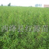 供應(yīng)毛桃苗山桃苗杏樹(shù)苗海棠苗軟棗苗