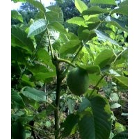 嫁接核桃苗，蘋果樹，桃樹 ，杏樹，梨樹，柿子樹