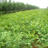 長期供應(yīng)果樹苗.綠化生態(tài)苗山楂苗、櫻桃苗、桃樹苗、梨樹苗;生態(tài)