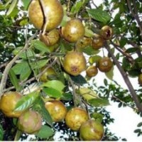 供應(yīng)50-80l厘米高廣西觀賞油用型大果紅花油茶苗